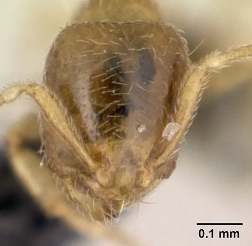 Carebara lova specimen CASENT0468629 image casent0468629_2