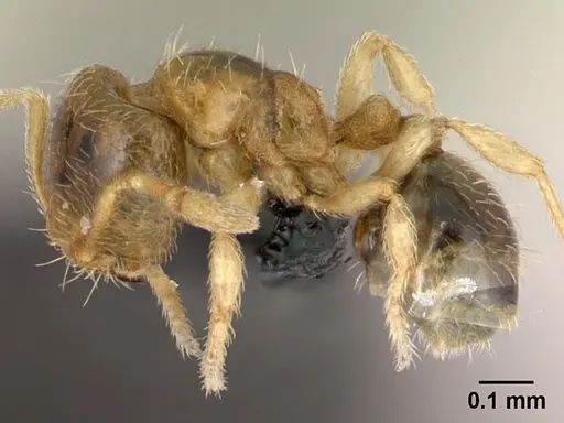 Carebara lova specimen CASENT0468629 image casent0468629_3