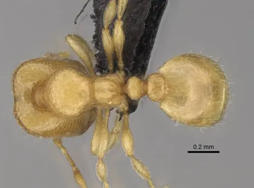 Carebara lova specimen CASENT0468659 image casent0468659_1