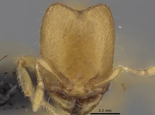 Carebara lova specimen CASENT0468659 image casent0468659_2