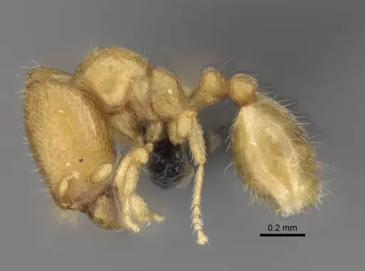 Carebara lova specimen CASENT0468659 image casent0468659_3
