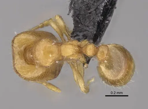 Carebara lova specimen CASENT0468685 image casent0468685_1