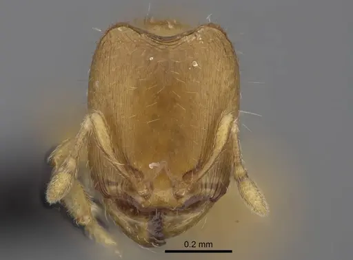 Carebara lova specimen CASENT0468685 image casent0468685_2