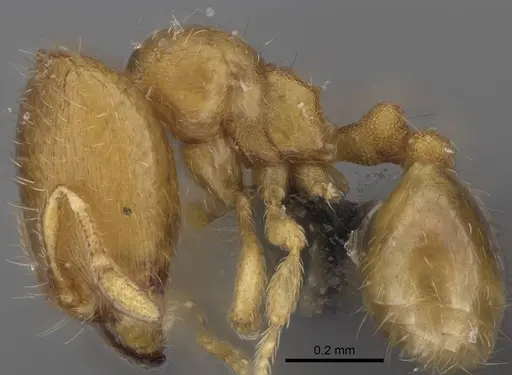 Carebara lova specimen CASENT0468685 image casent0468685_3