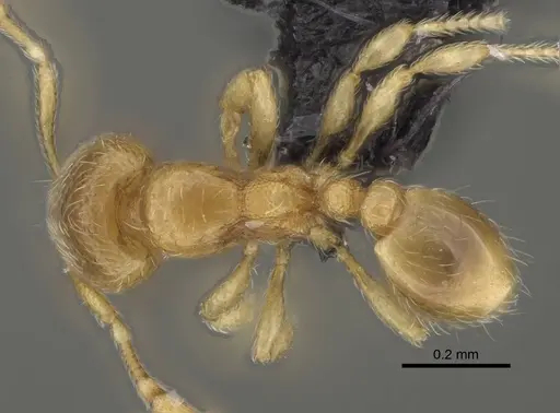 Carebara lova specimen CASENT0468704 image casent0468704_1