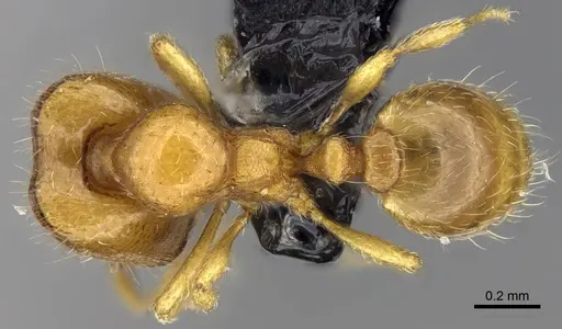 Carebara lova specimen CASENT0468707 image casent0468707_1