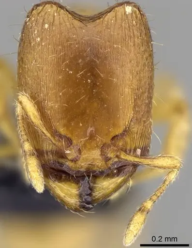 Carebara lova specimen CASENT0468707 image casent0468707_2