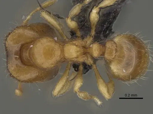 Carebara lova specimen CASENT0470793 image casent0470793_1