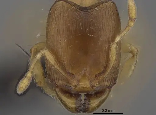 Carebara lova specimen CASENT0470793 image casent0470793_2