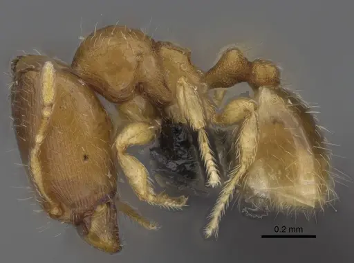 Carebara lova specimen CASENT0470793 image casent0470793_3