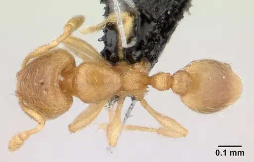 Carebara lova specimen CASENT0486508 image casent0486508_1