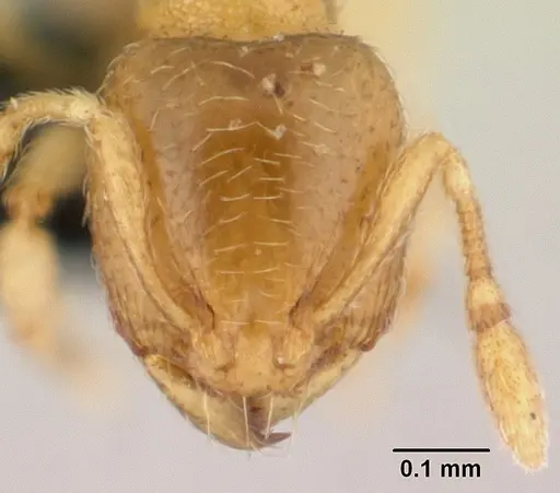 Carebara lova specimen CASENT0486508 image casent0486508_2