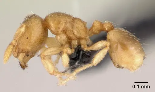 Carebara lova specimen CASENT0486508 image casent0486508_3