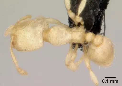 Carebara lova specimen CASENT0493152 image casent0493152_1