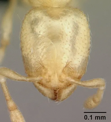 Carebara lova specimen CASENT0493152 image casent0493152_2