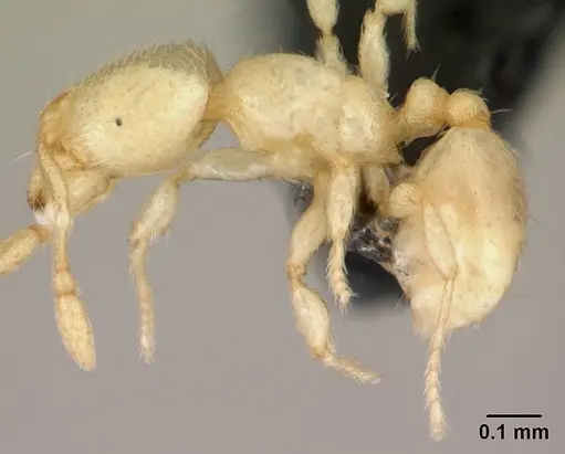 Carebara lova specimen CASENT0493152 image casent0493152_3