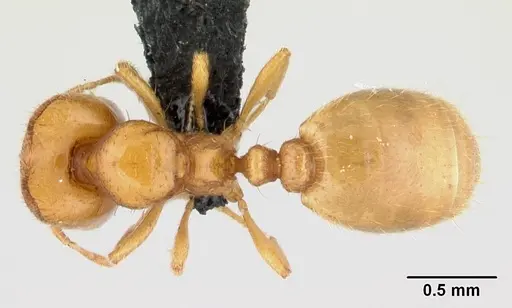 Carebara lova specimen CASENT0493154 image casent0493154_1