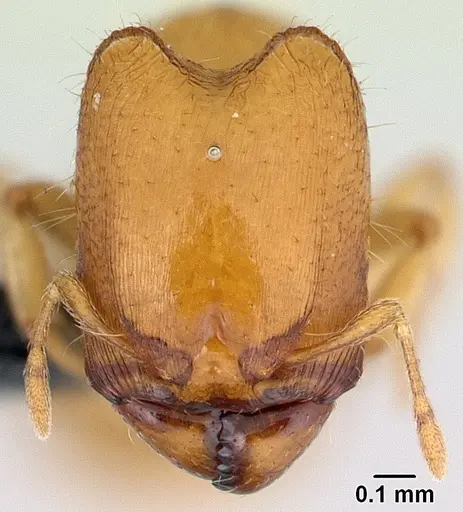 Carebara lova specimen CASENT0493154 image casent0493154_2