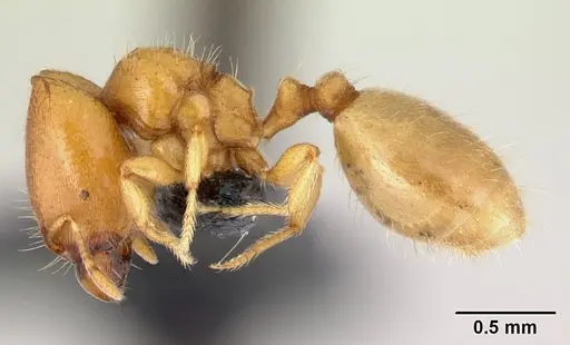 Carebara lova specimen CASENT0493154 image casent0493154_3