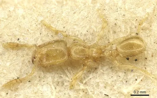 Carebara lucida specimen CASENT0913512 image casent0913512_1
