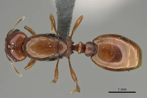 Carebara madibai specimen CASENT0366110 image casent0366110_1
