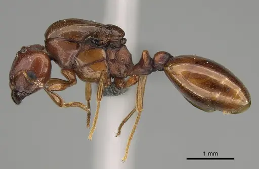 Carebara madibai specimen CASENT0366110 image casent0366110_3