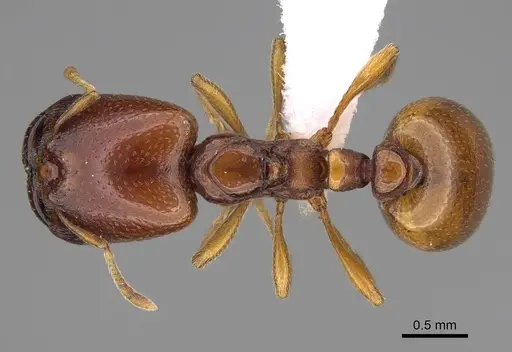 Carebara madibai specimen CASENT0415384 image casent0415384_1