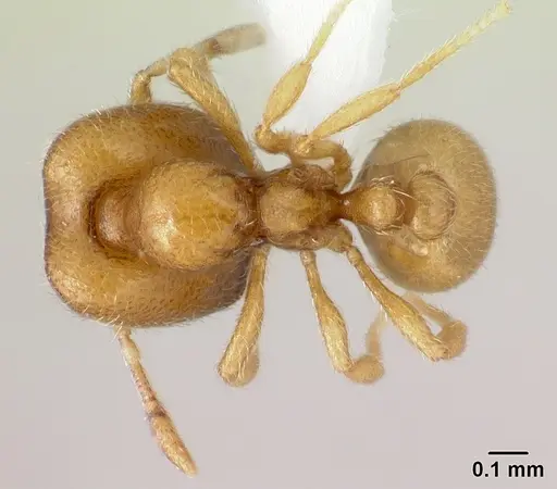 Carebara mahafaly specimen CASENT0410500 image casent0410500_1