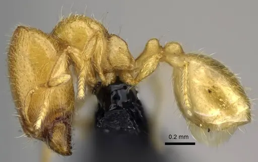 Carebara malagasy specimen CASENT0044166 image casent0044166_3