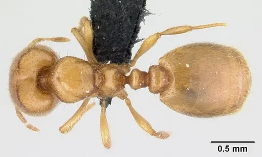 Carebara malagasy specimen CASENT0498640 image casent0498640_1