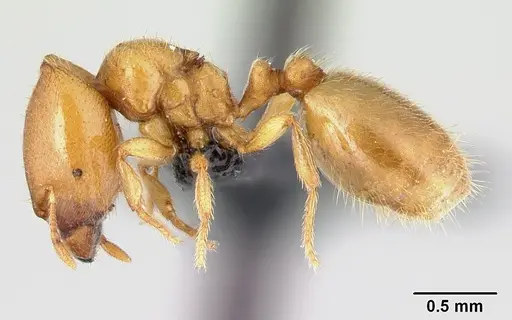 Carebara malagasy specimen CASENT0498640 image casent0498640_3