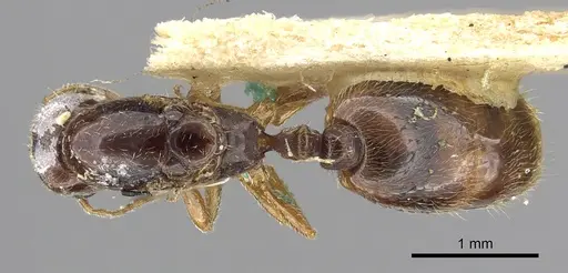 Carebara manni specimen CASENT0902388 image casent0902388_1