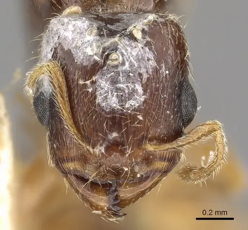 Carebara manni specimen CASENT0902388 image casent0902388_2