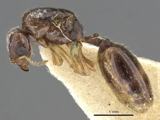 Carebara manni specimen CASENT0902388 image casent0902388_3