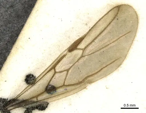 Carebara manni specimen CASENT0902388 image casent0902388_4