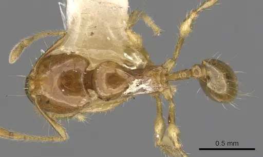 Carebara melanocephala specimen CASENT0900743 image casent0900743_1
