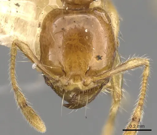 Carebara melanocephala specimen CASENT0900743 image casent0900743_2