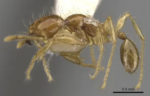 Carebara melanocephala specimen CASENT0900743 image casent0900743_3