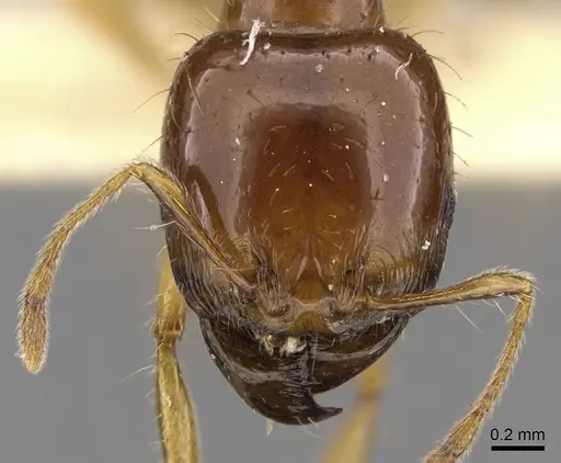 Carebara melanocephala specimen CASENT0900744 image casent0900744_2