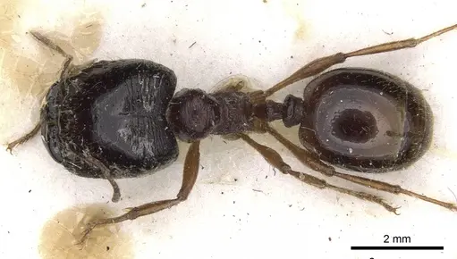 Carebara melanocephala specimen CASENT0900745 image casent0900745_1