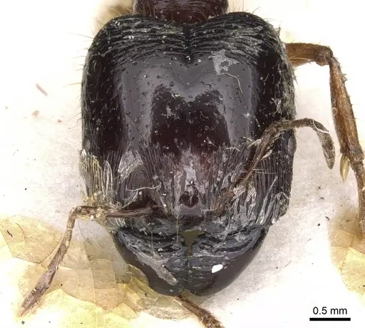 Carebara melanocephala specimen CASENT0900745 image casent0900745_2