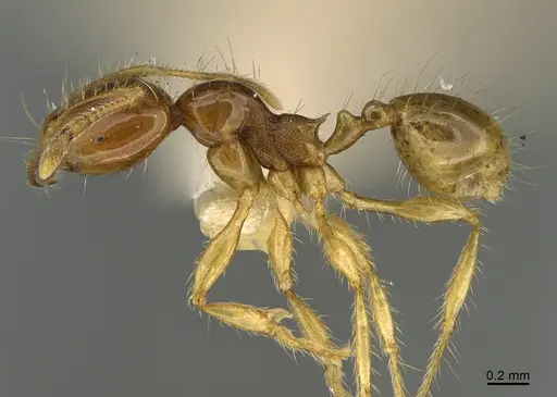 Carebara melanocephala specimen CASENT0923581 image casent0923581_1