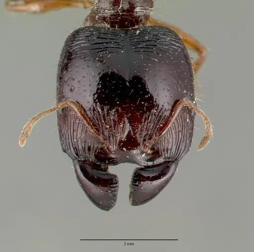 Carebara melanocephala specimen CASTYPE06958-01 image castype06958-01_2