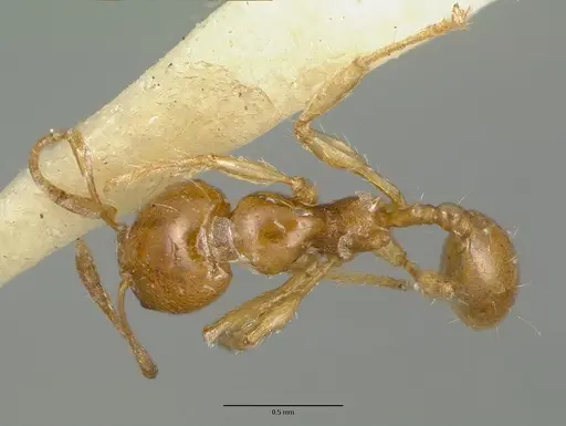 Carebara melanocephala specimen CASTYPE06958-02 image castype06958-02_1
