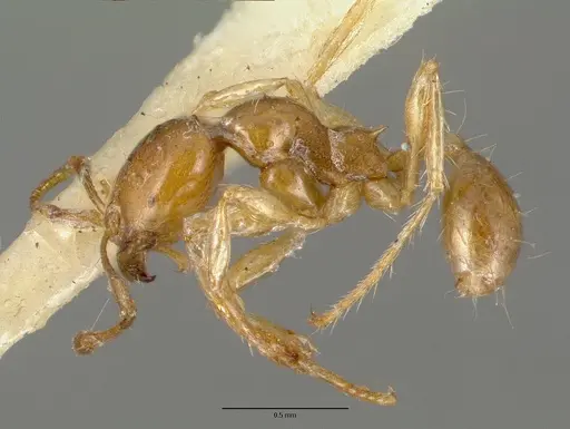 Carebara melanocephala specimen CASTYPE06958-02 image castype06958-02_3