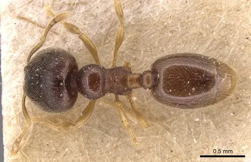Carebara minima specimen CASENT0904659 image casent0904659_1