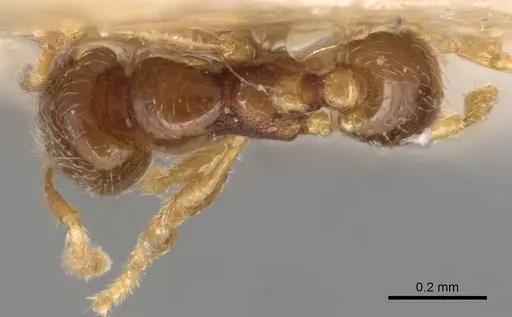 Carebara minima specimen CASENT0904660 image casent0904660_1