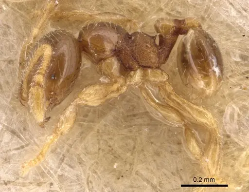 Carebara minima specimen CASENT0904660 image casent0904660_3