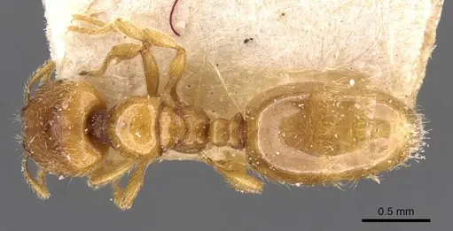 Carebara mjobergi specimen CASENT0908908 image casent0908908_1