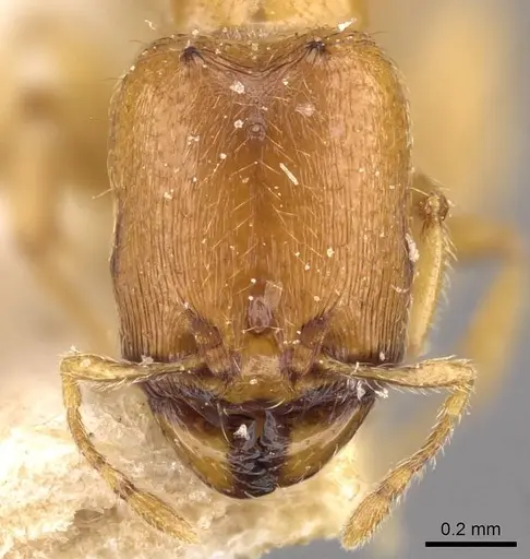 Carebara mjobergi specimen CASENT0908908 image casent0908908_2